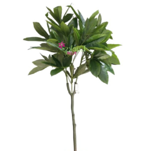 ÁRVORE AM-2189 FIGUEIRA GOMELEIRA