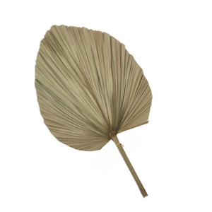 FOLHA  DE LATANIA PRESERVADA