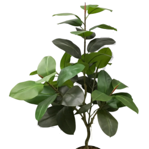 ÁRVORE FICUS ELASTICA