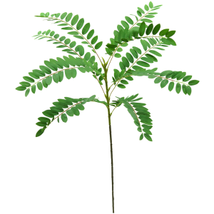  HASTE DE  ACACIA  MANSA C/9